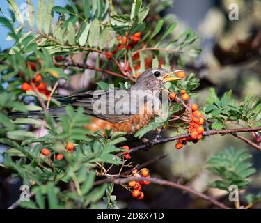 Un Robin d'America, Turdus migratorius, nutrendo bacche di cenere di montagna americana, Sorbus americana, in un giardino a Speculator, NY USA Foto Stock