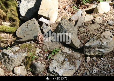 Un bambino che attraversa un sentiero roccioso su un soleggiato giorno Foto Stock