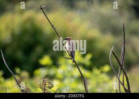 Un waxwing di cedro appollaiato su un ramo con le foglie e. uno sfondo verde fuori fuoco Foto Stock