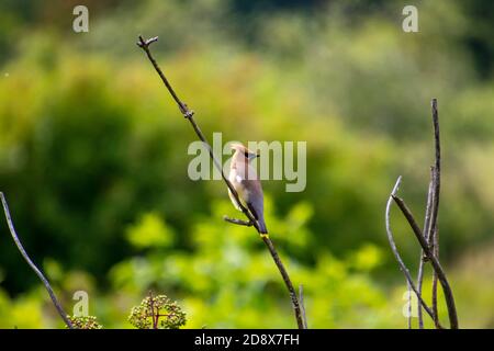 Un waxwing di cedro appollaiato su un ramo con le foglie e. uno sfondo verde fuori fuoco Foto Stock