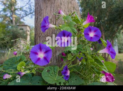 Prezioso purplish Ipomea all'aperto, arrampicandosi su un albero Foto Stock