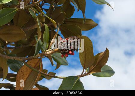 Magnolia frutta sull'albero, visto dal basso Foto Stock