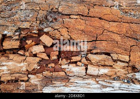 Un particolare di corteccia essiccata cracked su un pezzo di driftwood Foto Stock