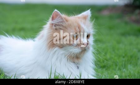 Il gatto persiano mentì sull'erba nel cortile anteriore e stava fissando. Foto Stock