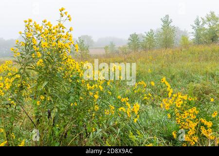 Prairie, fine estate, inizio autunno, Minnesota, USA, di Dominique Braud/Dembinsky Photo Assoc Foto Stock