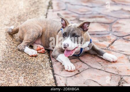 Carino Pit Bull cane posa nel parco Foto Stock