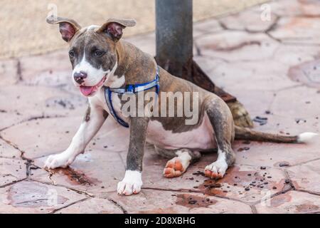 Carino Pit Bull cane posa nel parco Foto Stock