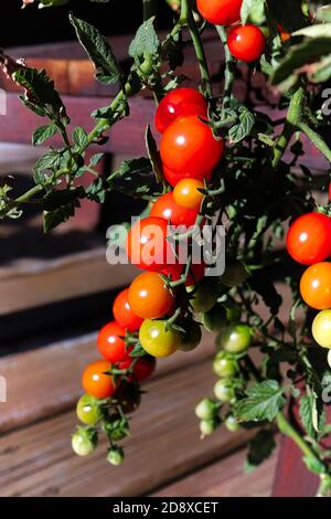 Foto verticale di grappoli di pomodori in varie fasi di maturazione Foto Stock