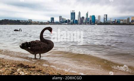 Swan Perth con vista sulla città Foto Stock