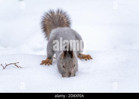 Lo scoiattolo nasconde i dadi nel bianco della neve. Eurasian scoiattolo rosso Sciurus vulgaris Foto Stock