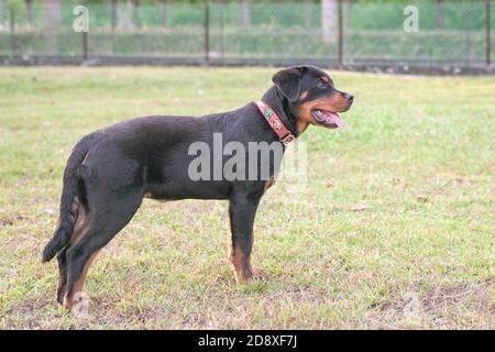 Ritratto di un bel cane Rottweiler, vista laterale. Foto Stock