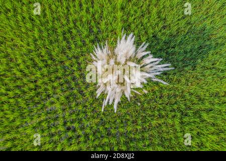 Veduta aerea del campo di risaie verdi a Lakshmipur in Bangladesh. Foto Stock