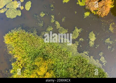 Fiume con il reed verde che cresce sui lati dalla prospettiva aerea Foto Stock