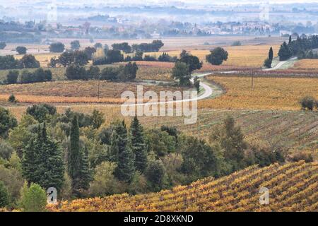 Una mattinata d'autunno nebbiosa in una regione viticola del sud della Francia. Golden Vines entrambi i lati di una corsia tortuosa. Alberi e un piccolo villaggio Pano Foto Stock