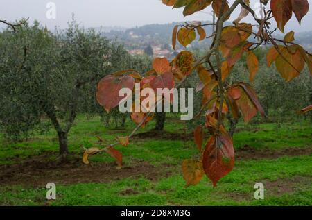Persimmon con foglie rosse in un oliveto nella campagna aretana in una giornata grigia d'autunno. Arezzo città sullo sfondo Foto Stock
