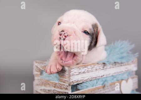 Il cane cucciolo del Bulldog americano sta sbadigliando sul grigio Foto Stock