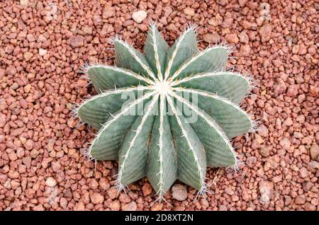 Ferocactus schwarzii Lindsay,cactus Foto Stock