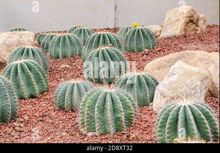 Ferocactus schwarzii Lindsay,cactus Foto Stock