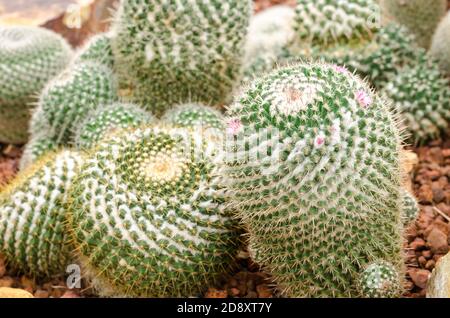 Pianta di cactus di mammillaria Foto Stock