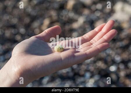 Mano femminile che tiene una piccola conchiglia (riccio di mare) alla spiaggia di raccolta conchiglie Foto Stock
