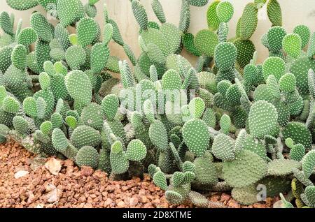 Opuntia rufida cactaceae cactus Foto Stock