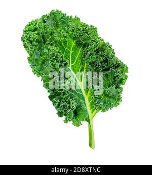 Insalata di verdure in foglia di Kale isolata su sfondo bianco. Layout creativo fatto di kale closeup. Disposizione piatta. Concetto di cibo. Foto Stock