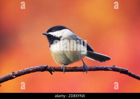 Nero-capped chickadee arroccato sul ramo, colori autunnali sullo sfondo, Snohomish, Washington, USA Foto Stock