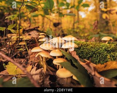 Closeup di un fungo velenoso Agarico mosca su un pavimento di foresta coperto in autunno e foglie. Foto Stock