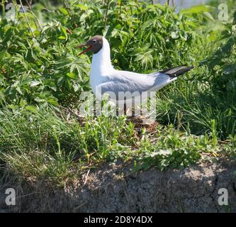 TESTA NERA GULL Chromicocephalus ridibundus Foto Stock