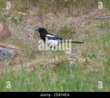 MAGPIE Pica DI EURASIAN Pica Foto Stock