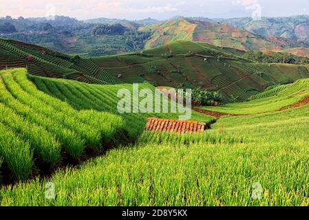 Preso @Argapura, Majalengka, Giava Occidentale, Indonesia Foto Stock