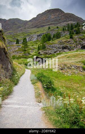 Zermatt, Svizzera. Strada per il Cervino nelle Alpi svizzere, verde pineta e panorama case villaggio Foto Stock