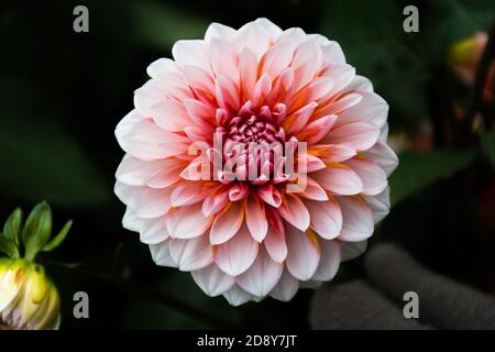 Bel fiore dahlia bianco, rosa e arancione con sfondo scuro, primo piano Foto Stock