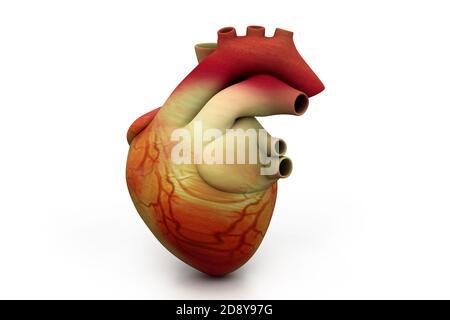 Illustrazione digitale del cuore umano Foto Stock