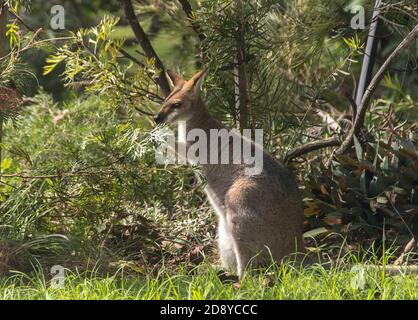 Wallaby rosso-collo selvaggio, (Macropus rufogriseus) visitando un giardino australiano privato in Queensland. Mangiare grevillea fiori da giardino arbusto. Foto Stock