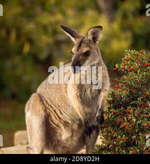 Giovane wallaby femminile selvatica dal collo rosso (Macropus rufogriseus) in visita ad un giardino privato australiano nel Queensland. Foto Stock