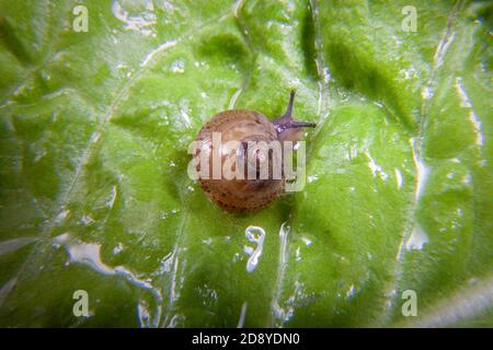 Macro Foto di piccola lumaca su bagnato verde lattuga lasciare Foto Stock