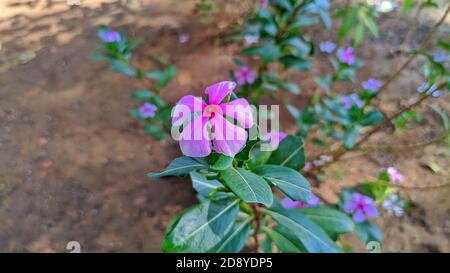 Perivinkle di rosa, Catharanthus roseus, comunemente conosciuto come occhi luminosi, perivinkle di capo, pianta del cimitero, perivinkle di Madagascar, vecchia cameriera, perivinkle rosa Foto Stock