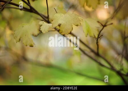 cespuglio di rowan con foglie dorate secche closeup nel giardino d'autunno. Foto Stock