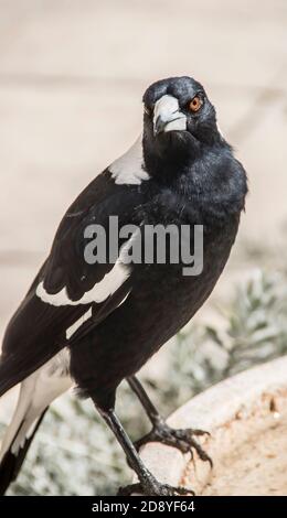 Una magpie australiana arroccata. Intelligente, riconosce i volti umani. Aggressivo per gli sconosciuti durante la stagione di nidificazione. Giardino privato, Queensland, Australia Foto Stock