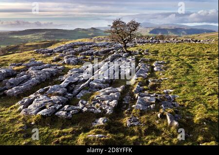 Lone Tree su pavimento in pietra calcarea a Winskill Stones, Langcliffe, Yorkshire Dales National Park, Regno Unito Foto Stock