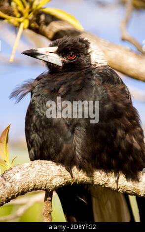 Giovane mazza australiana (cracticus tibicen) in giardino privato. Intelligente, riconosce i volti umani. Aggressivo per gli sconosciuti durante la stagione di nidificazione. Foto Stock