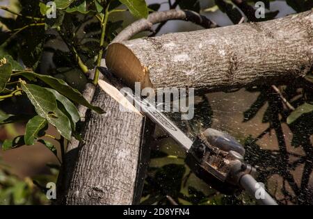 Chainsawing un ramo di un albero di avocado (persea americana), pruning manutenzione in un frutteto onTamborine Mountain, Australia. Foto Stock