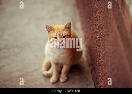 Un gatto di zenzero molto carino si trova su un pavimento in pietra vicino al muro della casa Foto Stock