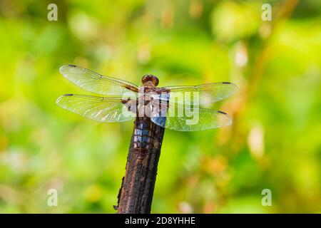 Closeup di una Libellula depressa arroccata, il culo corposo o dragonfly maschile darter corposo. Foto Stock