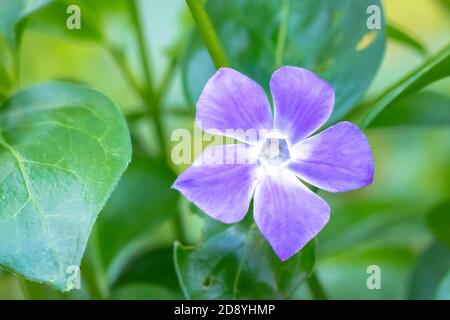 Vinca Major, con i nomi comuni perivinkle bigleaf, perivinkle grande, perivinkle maggiore e perivinkle blu, è una specie di pianta fiorente in Th Foto Stock