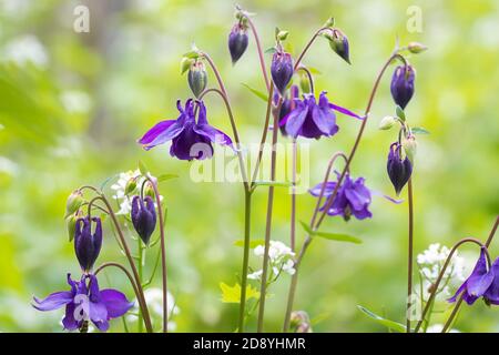 Fiori viola fioriti di Aquilegia vulgaris, colonna europea, colonna comune, cappello da notte di Granny, cofano di Granny durante la stagione primingtime. Foto Stock