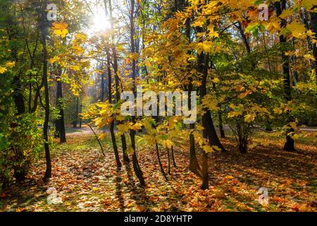 Rami di acero con foglie gialle appese splendidamente in sole stagione autunnale. Foto Stock