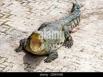 Un coccodrillo si erge sul pavimento con le ganasce aperte. Foto Stock