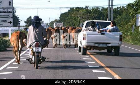 CHON BURI, THAILANDIA, 18 2020 LUGLIO, UNA mandria di mucche cammina sulla strada nella campagna tailandese e blocca il traffico stradale. Foto Stock